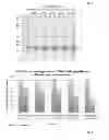 Fig. 03 - Method for producing a recombinant protein of interest by using the Ntechnology