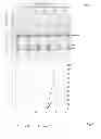 Fig. 06 - Method for producing a recombinant protein of interest by using the Ntechnology