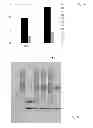 Fig. 07 - Method for producing a recombinant protein of interest by using the Ntechnology