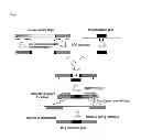 Fig. 02 - RECOMBINANT MICROORGANISM