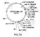 Fig. 03 - METHODS AND COMPOSITIONS FOR SEAMLESS CLONING OF NUCLEIC ACID MOLECULES