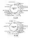 Fig. 11 - METHODS AND COMPOSITIONS FOR SEAMLESS CLONING OF NUCLEIC ACID MOLECULES