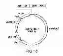 Fig. 15 - METHODS AND COMPOSITIONS FOR SEAMLESS CLONING OF NUCLEIC ACID MOLECULES