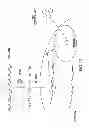 Fig. 24 - METHODS AND COMPOSITIONS FOR SEAMLESS CLONING OF NUCLEIC ACID MOLECULES