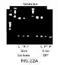 Fig. 32 - METHODS AND COMPOSITIONS FOR SEAMLESS CLONING OF NUCLEIC ACID MOLECULES