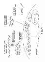Fig. 35 - METHODS AND COMPOSITIONS FOR SEAMLESS CLONING OF NUCLEIC ACID MOLECULES