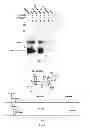 Fig. 02 - Nucleotide analogs and process for making same enzyme