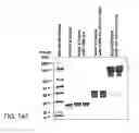 Fig. 449 - Factor IX:  Remodeling and Glycoconjugation of Factor IX