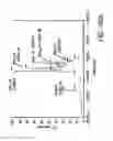 Fig. 484 - Factor IX:  Remodeling and Glycoconjugation of Factor IX