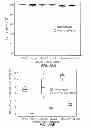 Fig. 13 - Cell-matrix microspheres, methods for preparation and applications