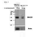 Fig. 04 - METHOD FOR PREPARING INDUCED PLURIPOTENT STEM CELLS USING MICROVESICLES DERIVED FROM EMBRYONIC STEM CELLS