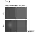 Fig. 06 - METHOD FOR PREPARING INDUCED PLURIPOTENT STEM CELLS USING MICROVESICLES DERIVED FROM EMBRYONIC STEM CELLS