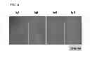 Fig. 07 - METHOD FOR PREPARING INDUCED PLURIPOTENT STEM CELLS USING MICROVESICLES DERIVED FROM EMBRYONIC STEM CELLS
