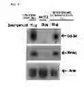 Fig. 09 - METHOD FOR PREPARING INDUCED PLURIPOTENT STEM CELLS USING MICROVESICLES DERIVED FROM EMBRYONIC STEM CELLS