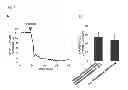 Fig. 08 - Method for preparing corneal endothelial cell