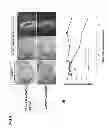 Fig. 09 - Method for preparing corneal endothelial cell