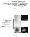 Fig. 04 - Constructs for making induced pluripotent stem cells