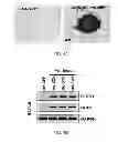 Fig. 05 - Constructs for making induced pluripotent stem cells