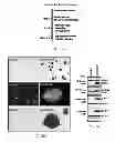 Fig. 06 - Constructs for making induced pluripotent stem cells