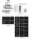 Fig. 07 - Constructs for making induced pluripotent stem cells
