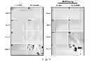 Fig. 09 - Constructs for making induced pluripotent stem cells