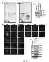 Fig. 11 - Constructs for making induced pluripotent stem cells