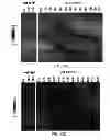 Fig. 14 - Constructs for making induced pluripotent stem cells
