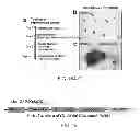 Fig. 16 - Constructs for making induced pluripotent stem cells