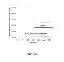 Fig. 04 - Method for wafer dicing and composition useful thereof