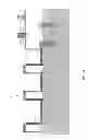 Fig. 09 - Charge trapping split gate device and method of fabricating same