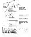 Fig. 02 - Methods and compositions for detecting target nucleic acids