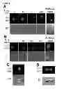 Fig. 06 - CHEMICALLY IMMOBILIZED WNT PROTEIN AND METHODS OF USE