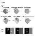 Fig. 07 - CHEMICALLY IMMOBILIZED WNT PROTEIN AND METHODS OF USE