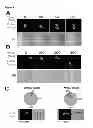 Fig. 08 - CHEMICALLY IMMOBILIZED WNT PROTEIN AND METHODS OF USE