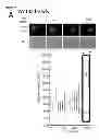 Fig. 22 - CHEMICALLY IMMOBILIZED WNT PROTEIN AND METHODS OF USE