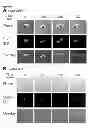 Fig. 35 - CHEMICALLY IMMOBILIZED WNT PROTEIN AND METHODS OF USE