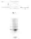 Fig. 08 - Compounds and methods for treating cancer