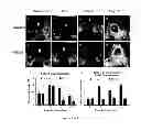 Fig. 06 - Polymer hydrogels for in vivo applications and methods for using and preparing same