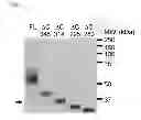 Fig. 05 - Compositions and methods related to tauopathy