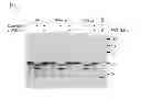 Fig. 07 - Compositions and methods related to tauopathy