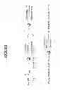 Fig. 02 - NOVEL PEPTIDES THAT ENHANCE TIGHT JUNCTION PERMEABILITY
