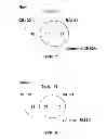 Fig. 07 - TISSUE-SPECIFIC MICRORNAS AND COMPOSITIONS AND USES THEREOF