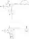 Fig. 131 - MODIFIED POLYNUCLEOTIDES ENCODING CD28 MOLECULE