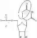Fig. 87 - MODIFIED POLYNUCLEOTIDES ENCODING CD28 MOLECULE