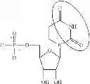 Fig. 89 - MODIFIED POLYNUCLEOTIDES ENCODING CD28 MOLECULE