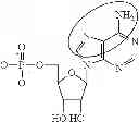 Fig. 90 - MODIFIED POLYNUCLEOTIDES ENCODING CD28 MOLECULE