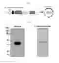 Fig. 02 - Human resistin receptor and use thereof