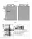 Fig. 03 - Human resistin receptor and use thereof