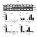 Fig. 04 - Human resistin receptor and use thereof