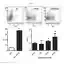 Fig. 06 - Human resistin receptor and use thereof